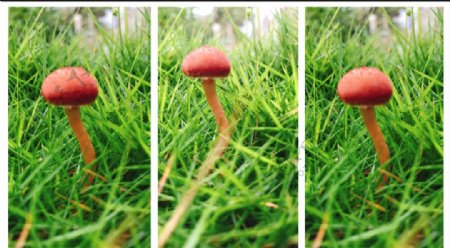 小蘑菇三连拍微距拍摄拼图图片
