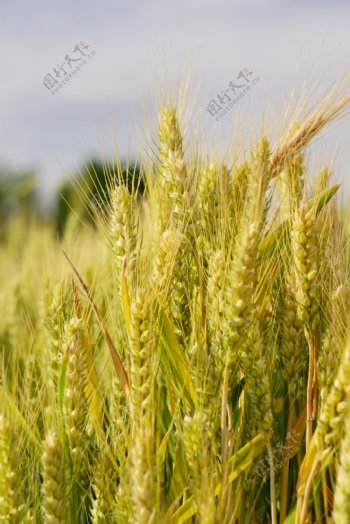 麦田金色的麦子图片