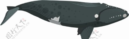 鲸鱼卡通图片