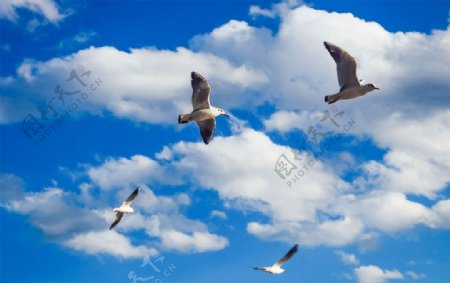蓝天白云飞鸟图片