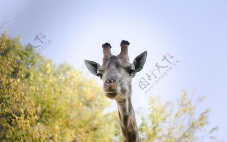 武汉动物园长颈鹿图片