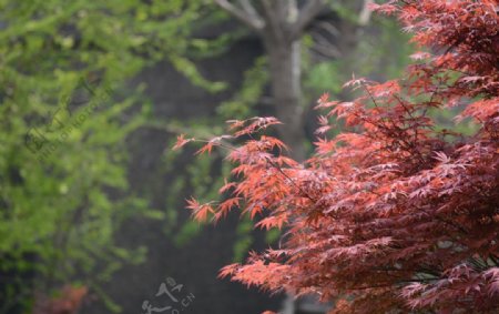 秋天红枫树图片