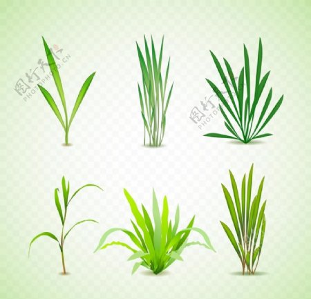 青草植物图片
