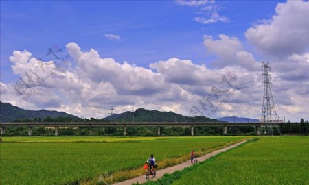 稻田风景图片