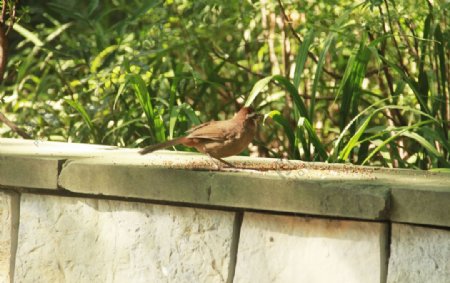 小鸟麻雀啄食摄影图片