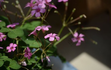 四叶粉色花朵图片