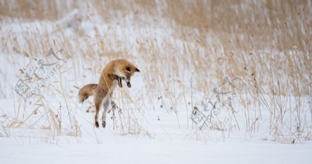 雪地狐狸捕猎图片