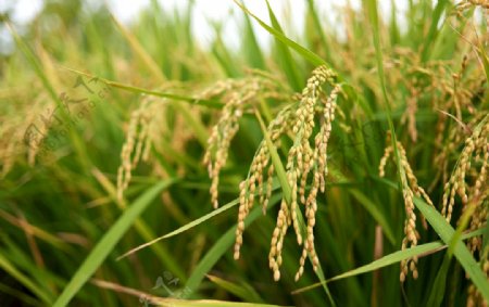 水稻农业种植图片