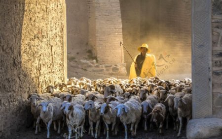 牧羊人图片