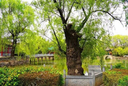 东湖柳树图片