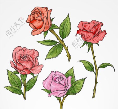 彩色单枝玫瑰花图片
