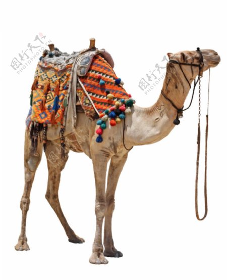 白色底板上的骆驼拍摄素材图片
