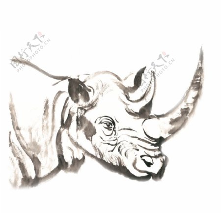 犀牛的头部插画图片
