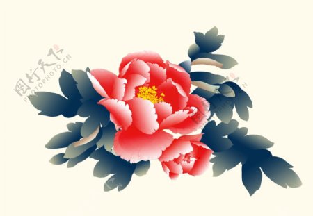 牡丹花素材插畫圖片