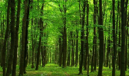 绿色森林大树图片