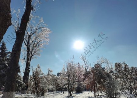 阳光下雪景图片