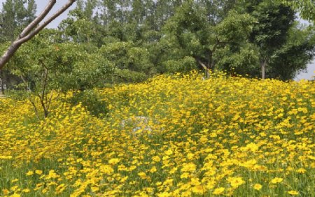 园林花卉金鸡菊图片