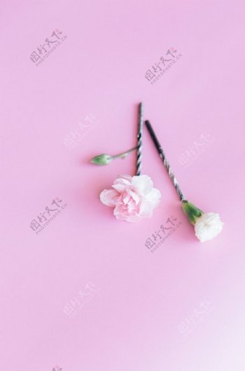 粉红色的花图片