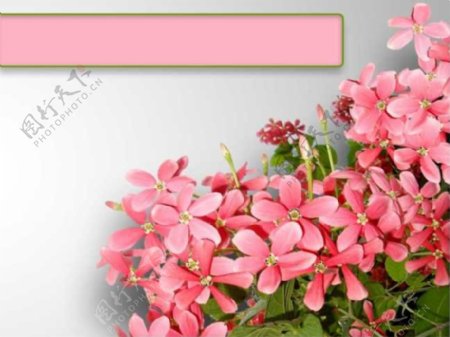 粉色花簇春天漂亮的PPT模板