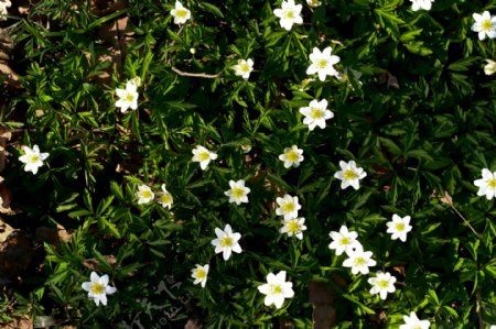 免费的图像牡丹花叶自然植物春天