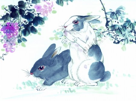 兔子吃草