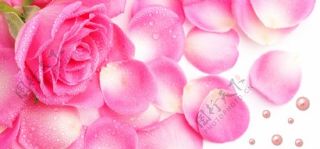水珠珍珠玫瑰图片