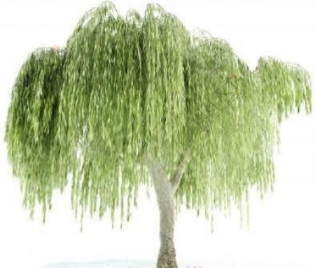 国外精品植物树木灌木3D模型85套1