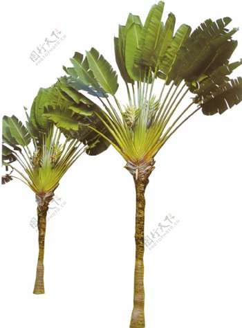 棕榈椰树素材十四