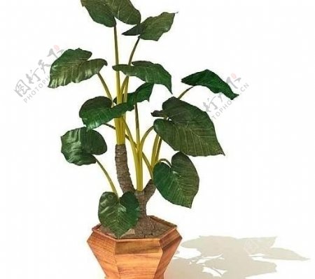 3d高精度室内植物花草图片