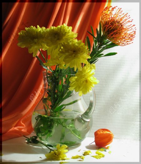 艺术花卉摄影图片