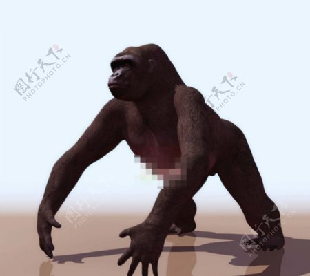 黑猩猩金刚3d模型
