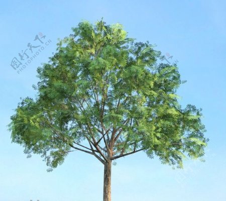 七叶树茯苓树模型下载
