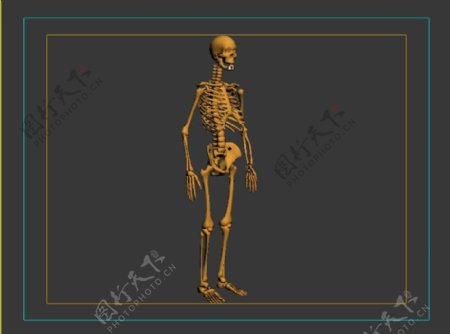 人体骨骼3DMAX模型