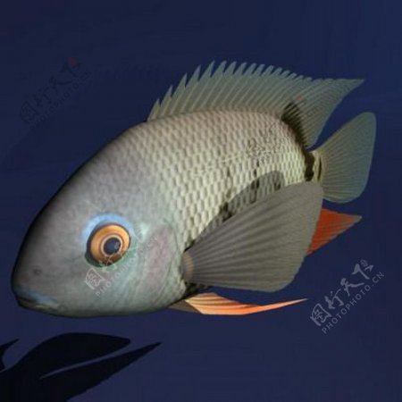 动物鱼类3d模型动植物模型免费下载动植物3d模型30