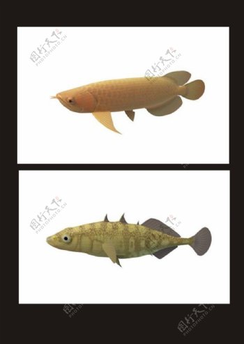 金刺鱼金鳞鱼3d模型