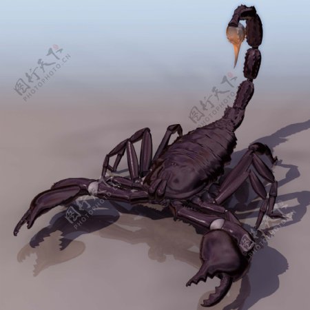 蝎子动物3D模型素材