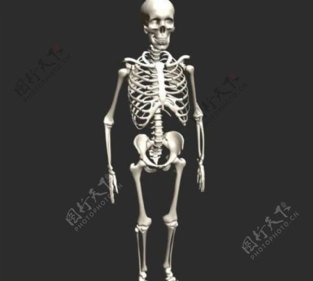 高精度Skeleton人体骨骼高模