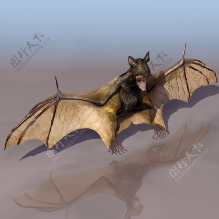BAT蝙蝠模型带贴图