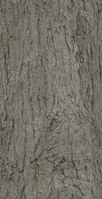 Hemlock铁杉树