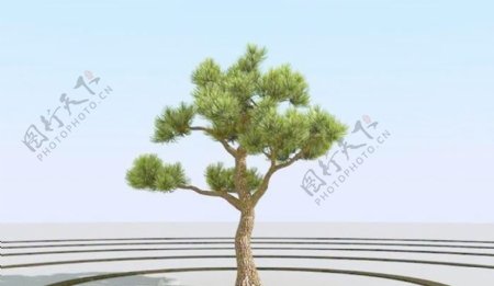 高精细杨松树bonsaipine03
