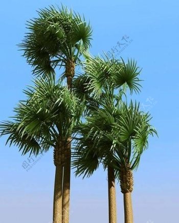 被风吹后的俾斯麦椰子树bismarckiapalm01wind