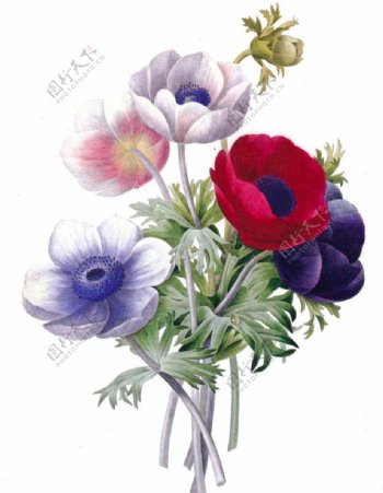 位图植物花卉优雅植物色彩免费素材