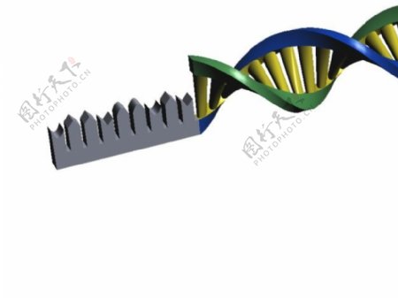 生物过程DNA翻译和RNA转录