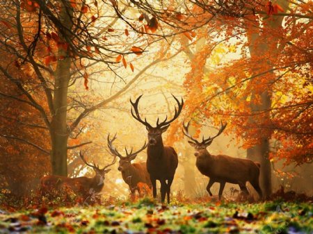 秋天在森林里的麋鹿
