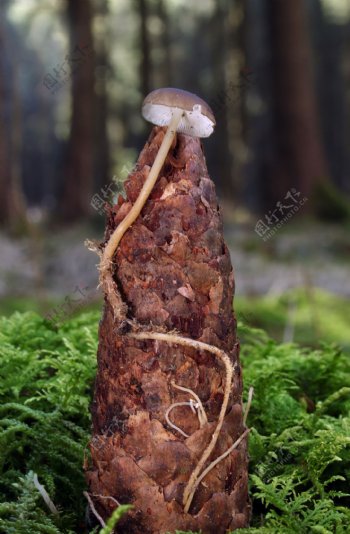 竹笋蘑菇图片