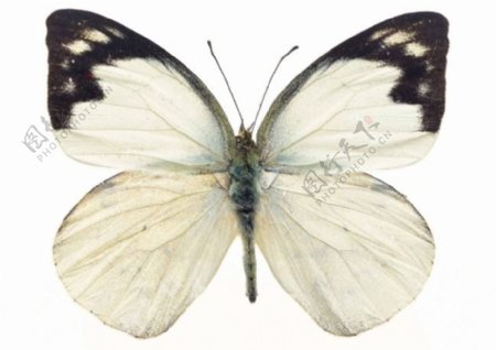 蝴蝶创作原始素材雪白色的翅膀