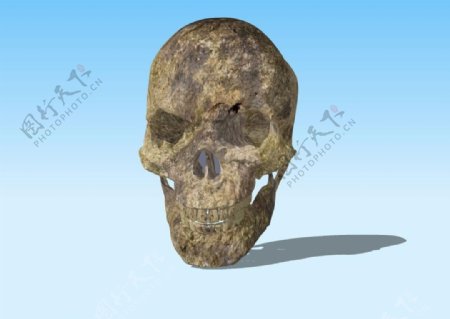 头骨3D模型