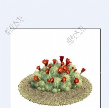 红花3D模型下载