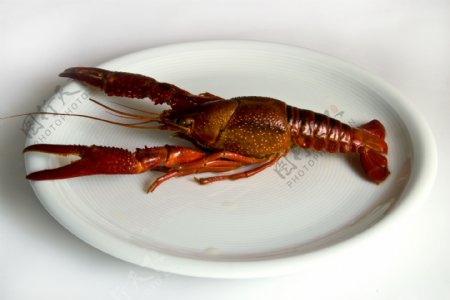 螯虾