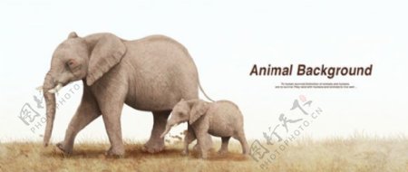 大象小象海报